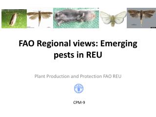 FAO Regional views: Emerging pests in REU