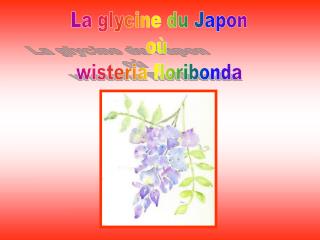 La glycine du Japon où wisteria floribonda