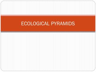 ECOLOGICAL PYRAMIDS