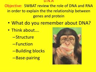 What do you remember about DNA? Think about…. Structure Function Building blocks Base-pairing