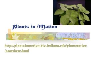 Plants in Motion