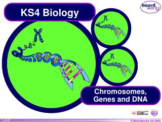 PPT Transferencia Horizontal De Genes PowerPoint Presentation ID