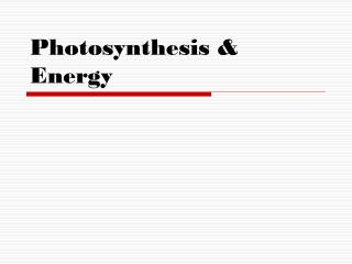 Photosynthesis &amp; Energy