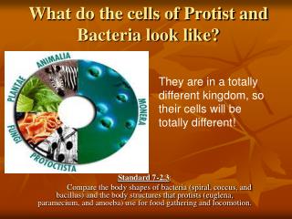 What do the cells of Protist and Bacteria look like?