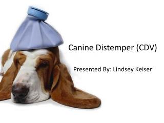 Canine Distemper (CDV)