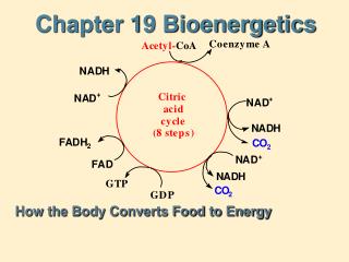 Chapter 19 Bioenergetics