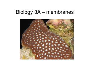 Biology 3A – membranes