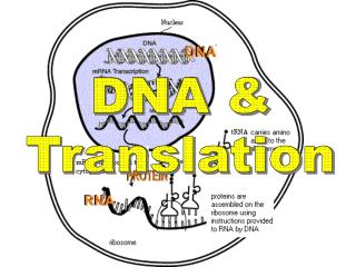 DNA &amp; Translation