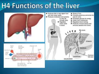 H4 Functions of the liver
