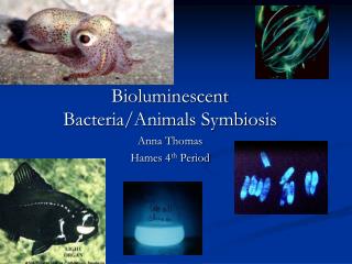 Bioluminescent Bacteria/Animals Symbiosis Anna Thomas Hames 4 th Period