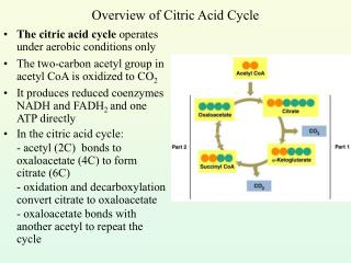 Overview of Citric Acid Cycle