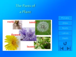 The Parts of a Plant
