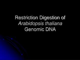 Restriction Digestion of Arabidopsis thaliana Genomic DNA