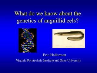 What do we know about the genetics of anguillid eels?