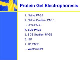 Protein Gel Electrophoresis