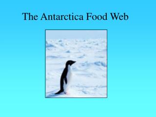 The Antarctica Food Web