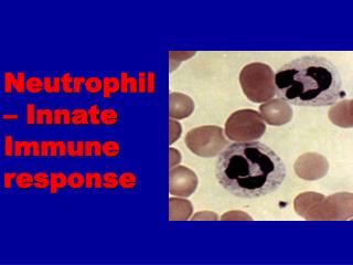 Neutrophil – Innate Immune response