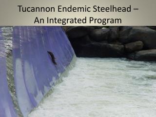 Tucannon Endemic Steelhead – An Integrated Program
