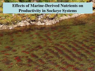 Effects of Marine-Derived Nutrients on Productivity in Sockeye Systems