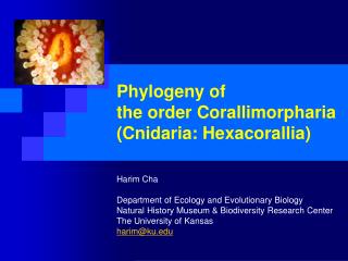 Phylogeny of the order Corallimorpharia (Cnidaria: Hexacorallia)