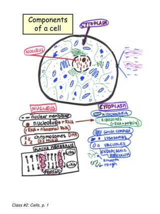 Class #2: Cells, p. 1