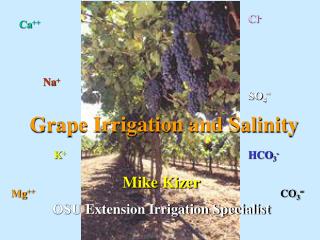 Grape Irrigation and Salinity
