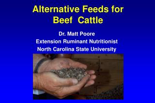Alternative Feeds for Beef Cattle