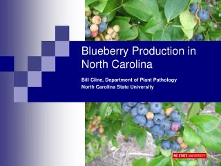 Blueberry Production in North Carolina