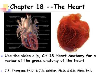 Chapter 18 --The Heart