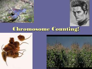 Chromosome Counting!
