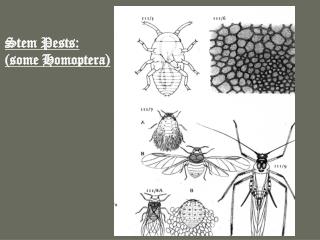 Stem Pests: (some Homoptera)