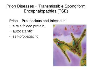 Prion Diseases = Transmissible Spongiform Encephalopathies (TSE)