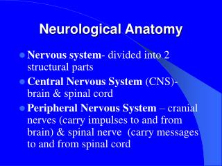 Neurological Anatomy