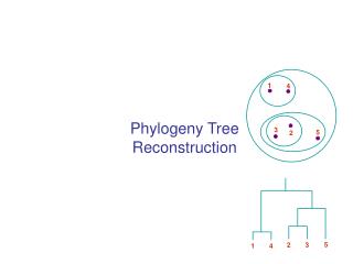 Phylogeny Tree Reconstruction
