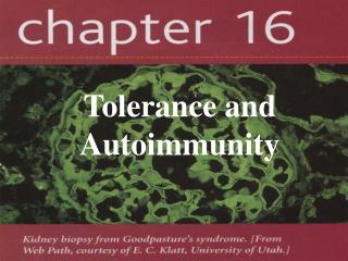 Tolerance and Autoimmunity