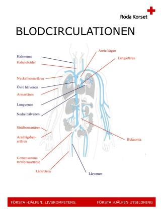 BLODCIRCULATIONEN