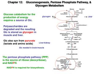Chapter 12: Gluconeogenesis, Pentose Phosphate Pathway, &amp; Glycogen Metabolism