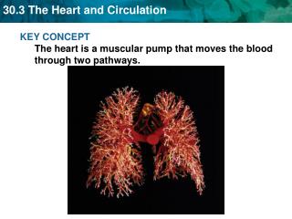 KEY CONCEPT The heart is a muscular pump that moves the blood through two pathways.