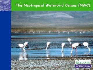 The Neotropical Waterbird Census (NWC)