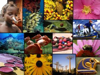 Internationales Jahr der Biodiversität