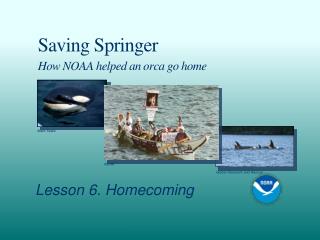Saving Springer How NOAA helped an orca go home
