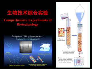 生物技术综合实验 Comprehensive Experiments of Biotechnology