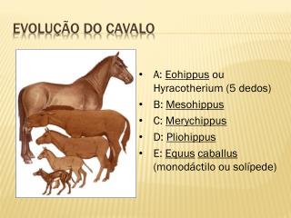 Evolução do Cavalo