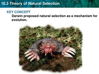 KEY CONCEPT Darwin proposed natural selection as a mechanism for evolution.