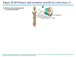 Figure 35.18 Primary and secondary growth of a stem (layer 1)