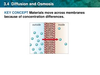 3.4 Diffusion and Osmosis