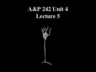 A&amp;P 242 Unit 4 Lecture 5