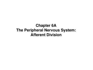 Chapter 6A The Peripheral Nervous System: Afferent Division