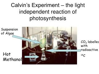 Calvin’s Experiment – the light independent reaction of photosynthesis