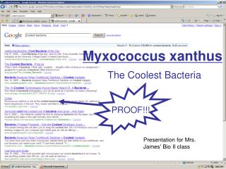 Myxococcus xanthus